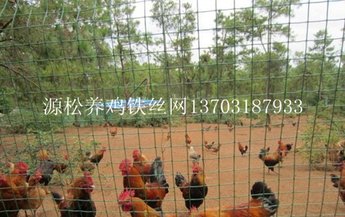 綠色養(yǎng)雞鐵絲網(wǎng) 綠色養(yǎng)雞鐵絲網(wǎng)
