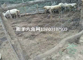 圈地護(hù)欄網(wǎng)6